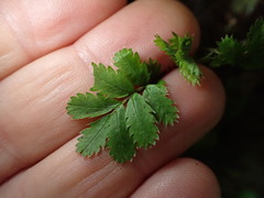 Acaena anserinifolia