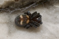 Titanoeca quadriguttata