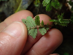 Acaena anserinifolia