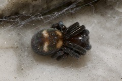 Titanoeca quadriguttata