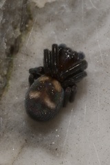 Titanoeca quadriguttata