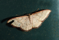 Idaea coercita
