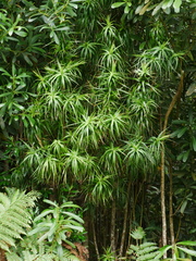 Dracophyllum arboreum