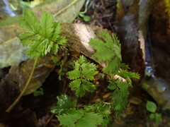 Acaena anserinifolia