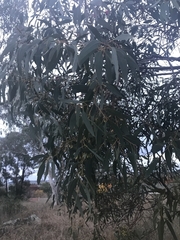 Eucalyptus leucoxylon