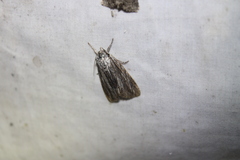 Acronicta lithospila