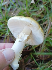 Amanita phalloides