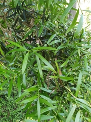 Podocarpus elatus