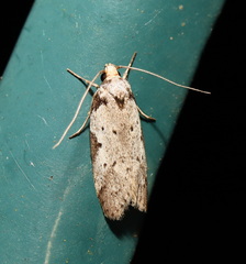 Philobota transversella