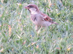 Passer domesticus