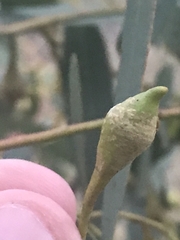 Eucalyptus leucoxylon