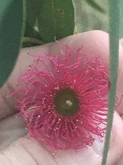 Eucalyptus leucoxylon