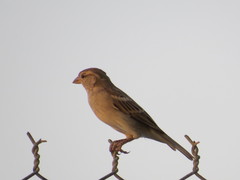 Passer domesticus
