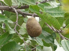 Parinari curatellifolia