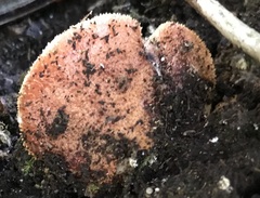 Fistulina hepatica