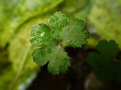 Hydrocotyle elongata