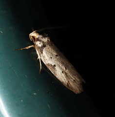 Philobota transversella