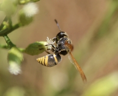 Pachodynerus guadulpensis