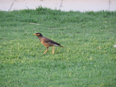 Acridotheres tristis