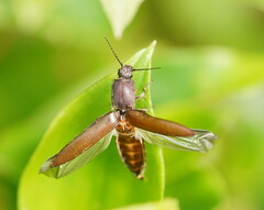 Elateridae
