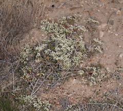 Eriogonum microtheca simpsonii