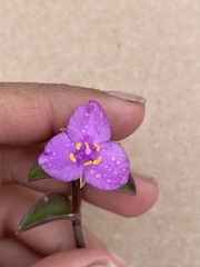 Callisia navicularis