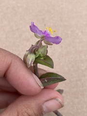 Callisia navicularis