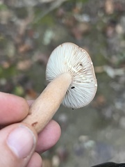 Lactarius colorascens