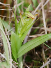 Pterostylis silvicultrix