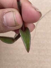 Callisia navicularis