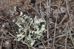 Cladonia foliacea