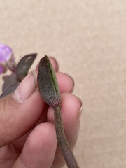 Callisia navicularis