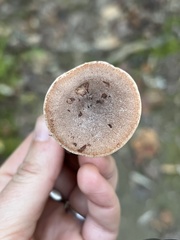 Lactarius colorascens