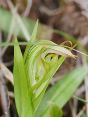 Pterostylis silvicultrix