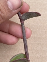 Callisia navicularis