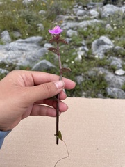 Callisia navicularis