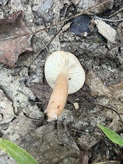 Lactarius colorascens