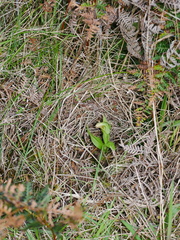 Pterostylis silvicultrix
