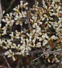 Eriogonum microtheca simpsonii