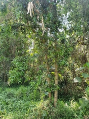 Podocarpus elatus