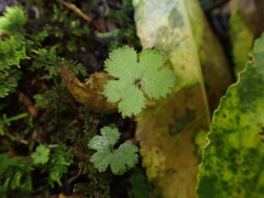 Hydrocotyle elongata
