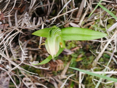 Pterostylis silvicultrix