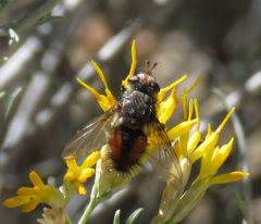 Paradejeania rutilioides