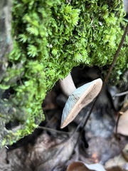 Lactarius colorascens