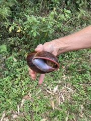 Megalobulimus
