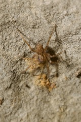 Liocranum rupicola