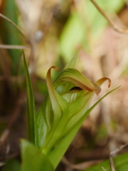 Pterostylis silvicultrix