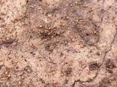 Forelius pruinosus