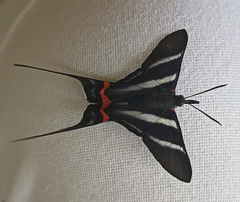 Rhetus arcius