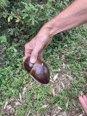 Megalobulimus